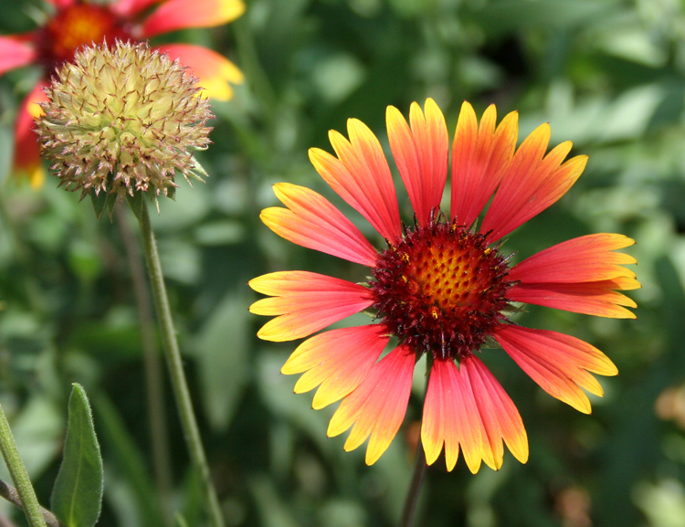 Image of Gaillardia aristata specimen.