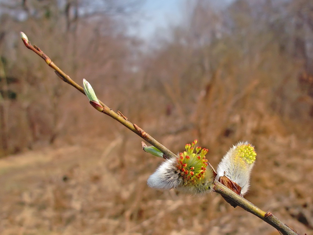 Изображение особи Salix schwerinii.