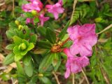 Rhododendron kotschyi