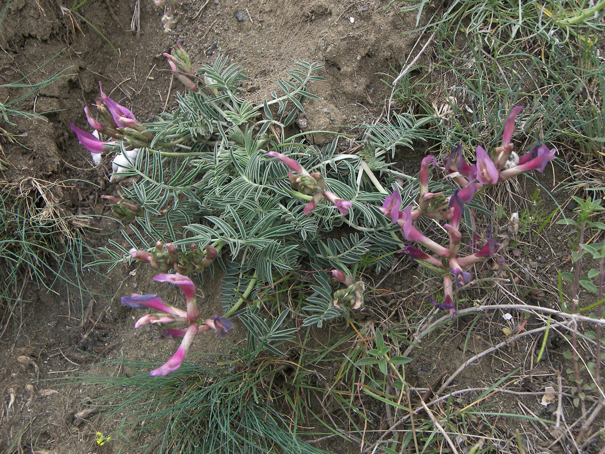 Изображение особи Astragalus rostratus.