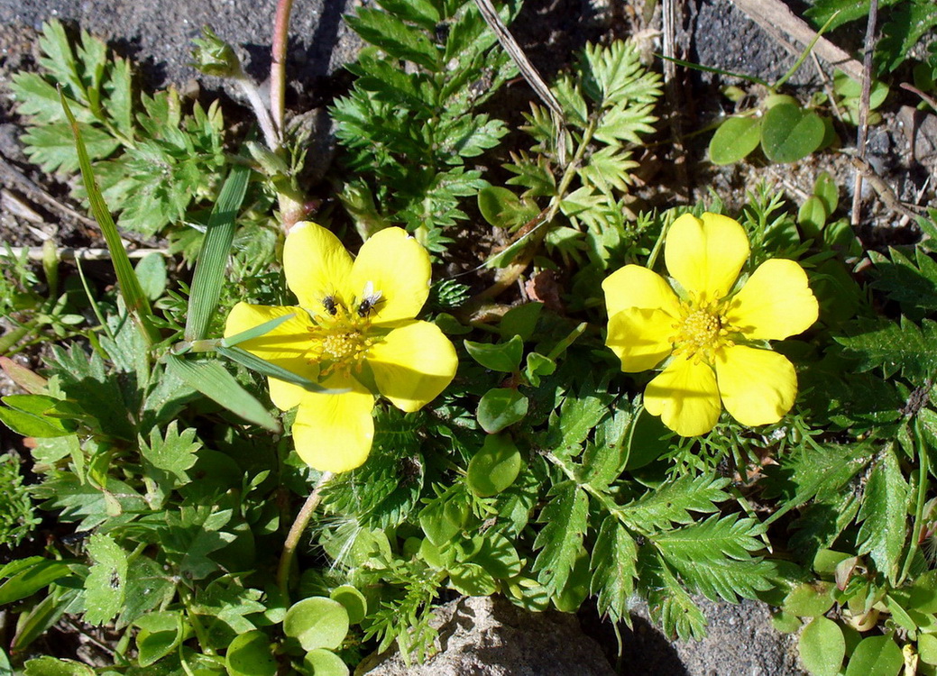 Изображение особи Potentilla anserina.