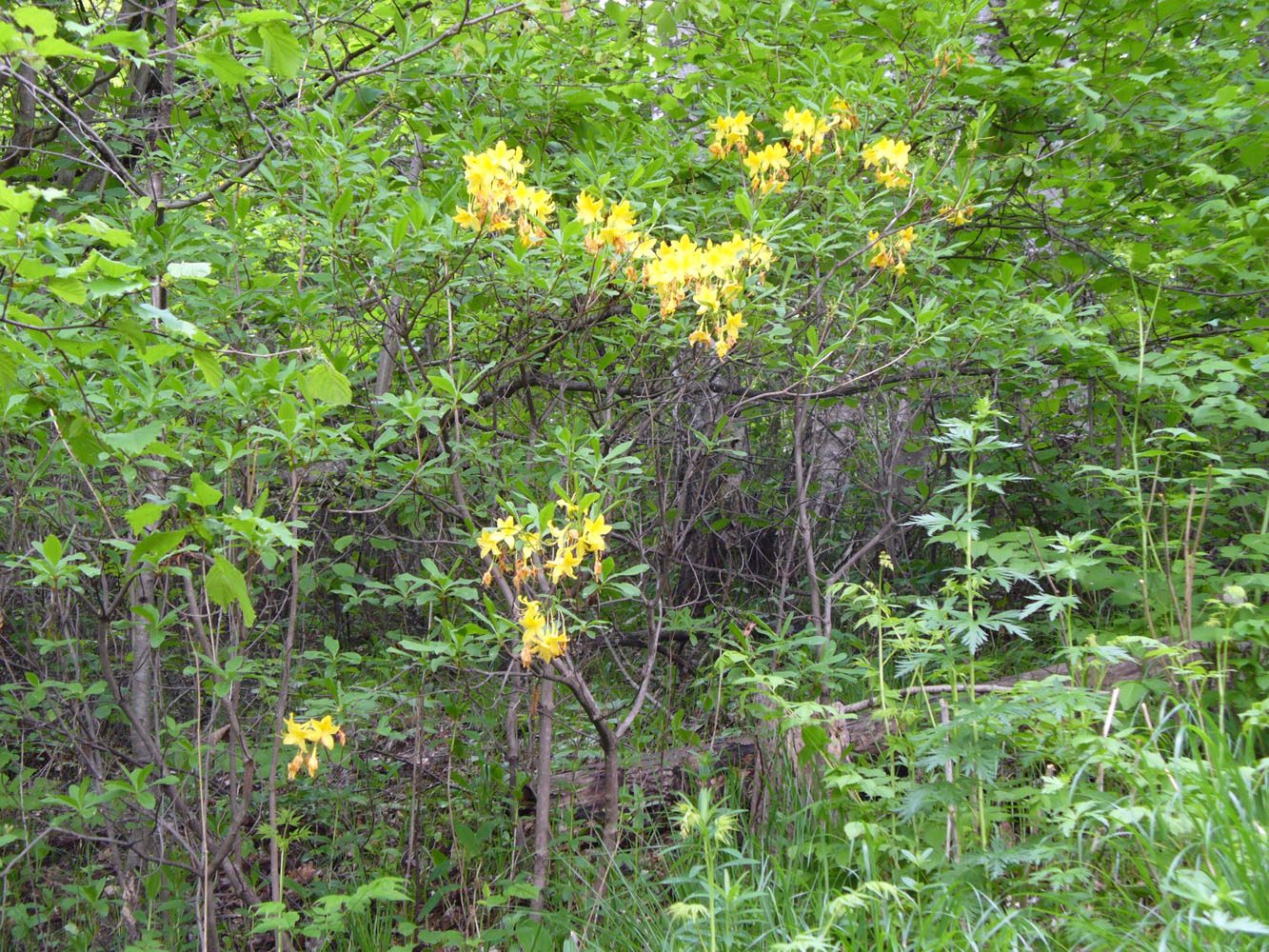 Image of Rhododendron luteum specimen.