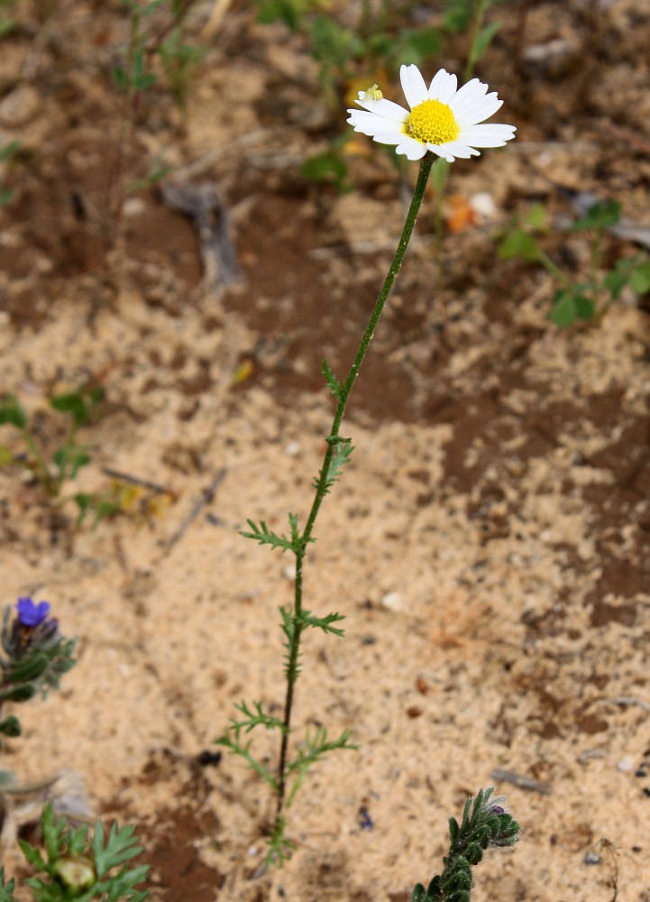 Image of Cladanthus mixtus specimen.