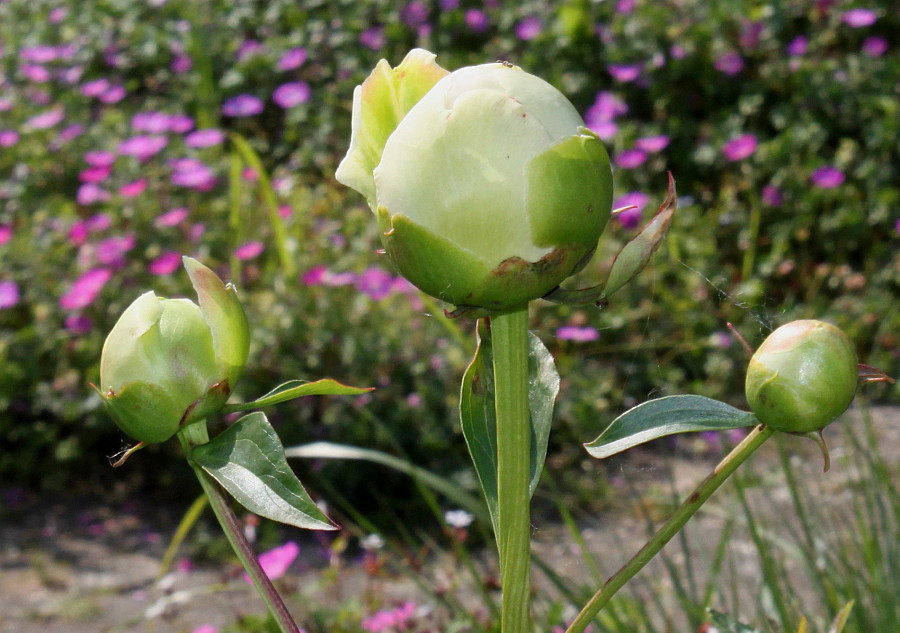 Изображение особи Paeonia lactiflora.