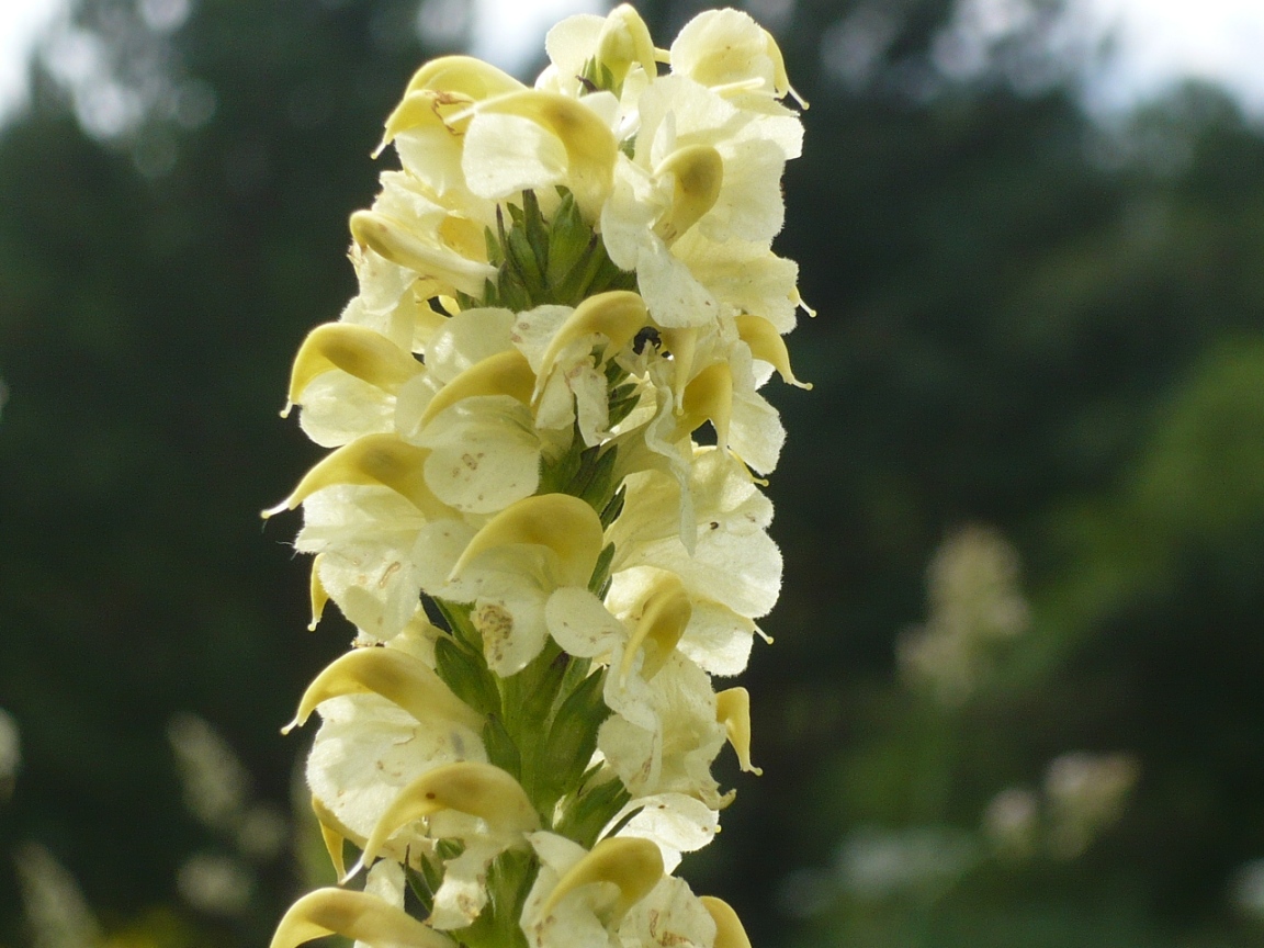 Image of Pedicularis incarnata specimen.