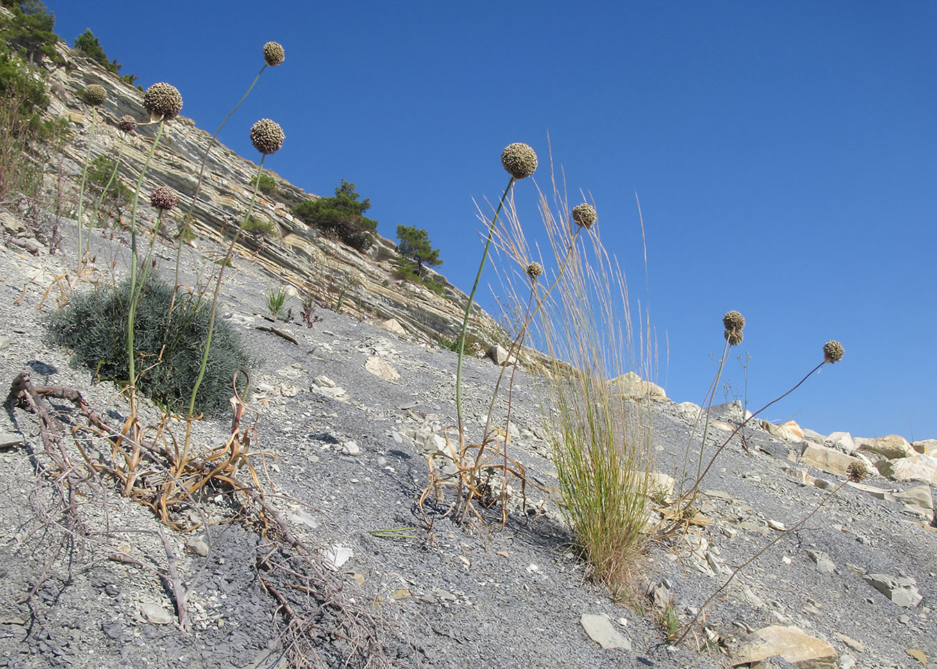 Image of Allium atroviolaceum specimen.