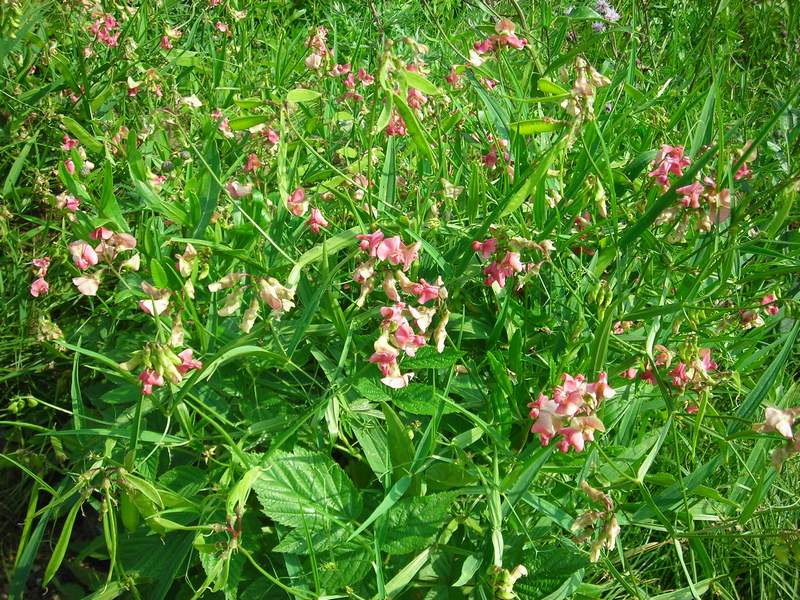 Image of Lathyrus sylvestris specimen.