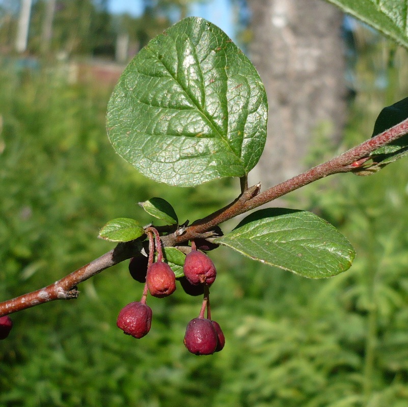 Image of Cotoneaster melanocarpus specimen.