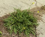 Diplotaxis tenuifolia. Цветущее растение. Молдова, Кишинев, Ботанический сад АН Молдовы. 07.05.2014.