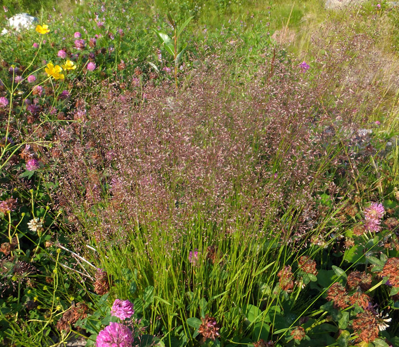 Изображение особи род Agrostis.