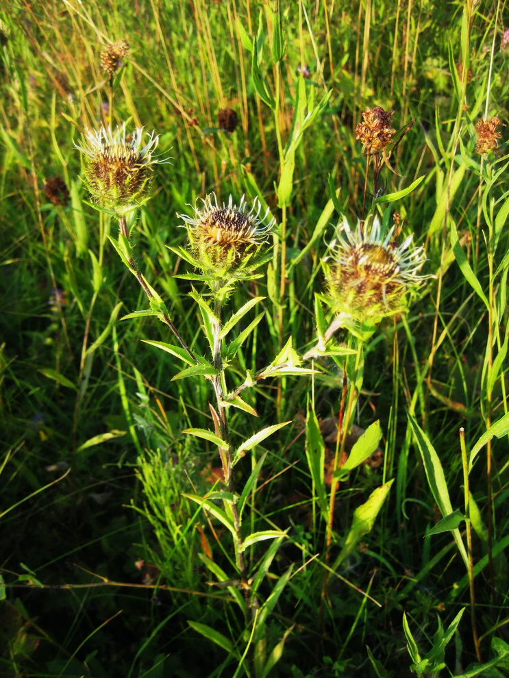 Изображение особи Carlina fennica.