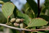 Duschekia alnobetula. Средняя часть веточки с раскрывающимися соплодиями. Германия, г. Дюссельдорф, Ботанический сад университета. 04.09.2014.