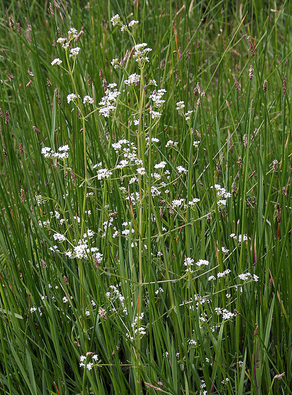 Image of Galium palustre specimen.