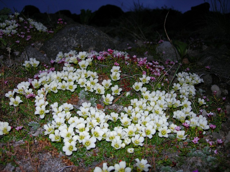 Изображение особи Diapensia obovata.