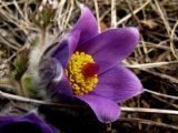 Pulsatilla turczaninovii