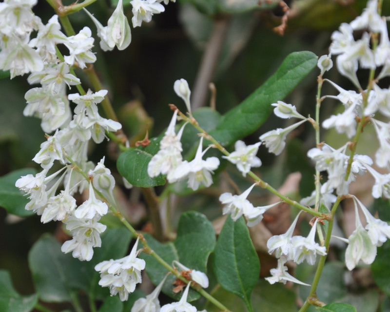 Image of Fallopia aubertii specimen.