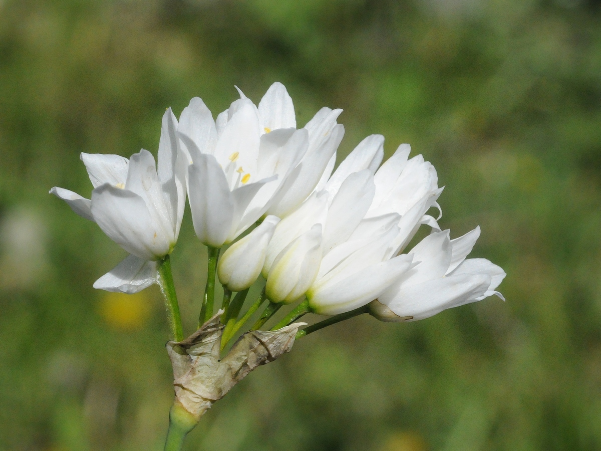 Image of Allium neapolitanum specimen.
