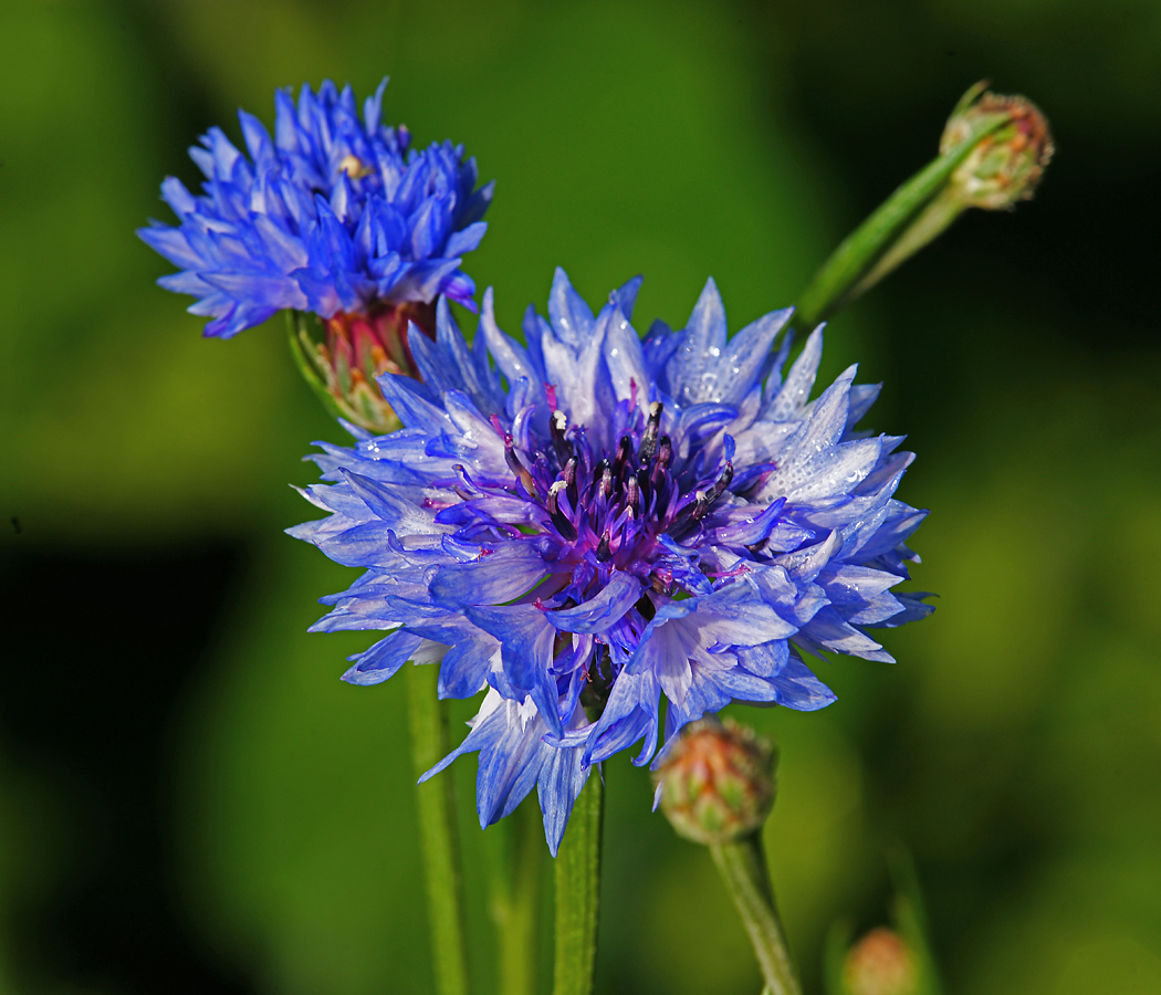 Image of Centaurea cyanus specimen.