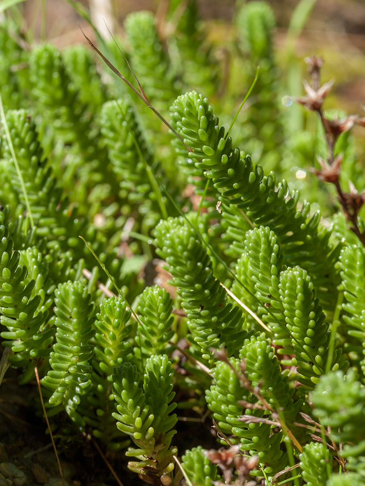 Image of Sedum sexangulare specimen.