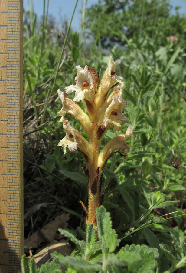 Image of Orobanche lutea specimen.