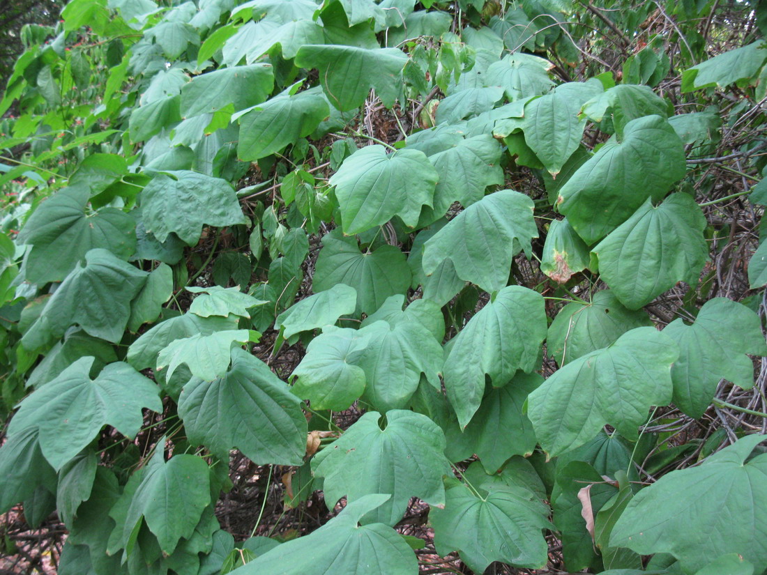 Image of Dioscorea nipponica specimen.