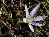 Colchicum doerfleri