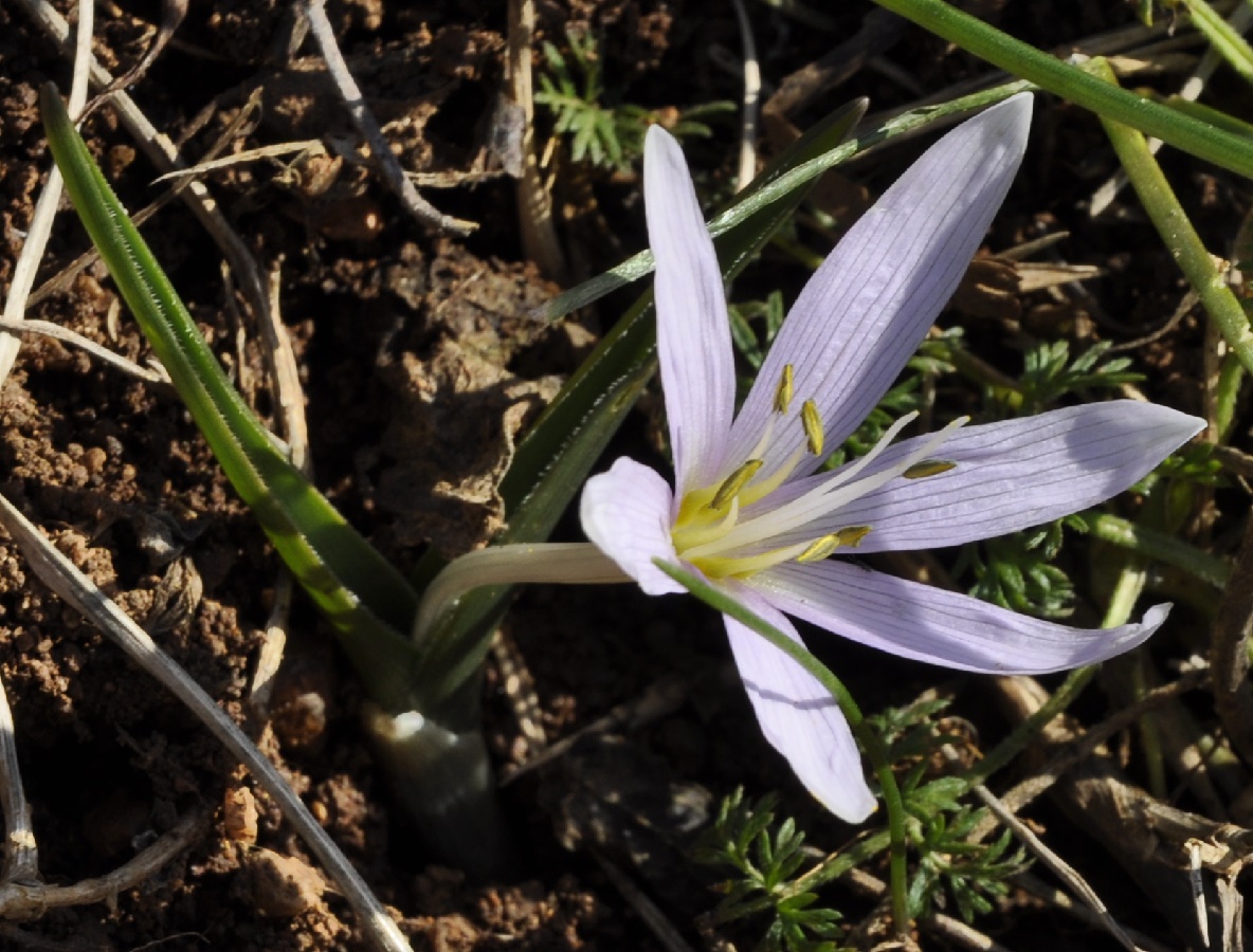 Image of Colchicum doerfleri specimen.