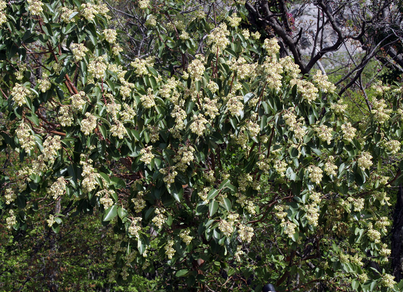 Image of Arbutus andrachne specimen.