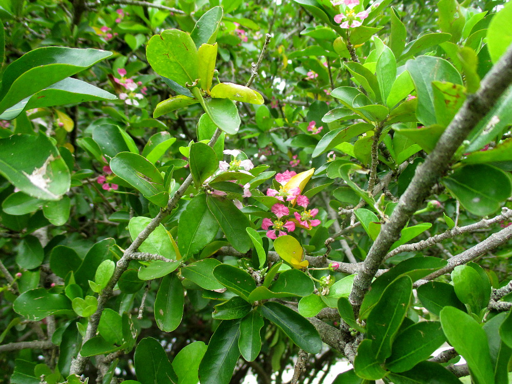 Image of Malpighia glabra specimen.