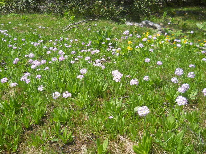 Изображение особи Primula auriculata.