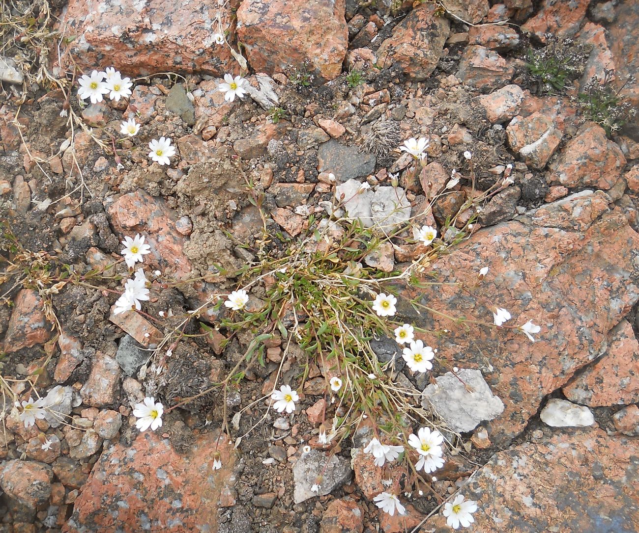 Image of Dichodon cerastoides specimen.