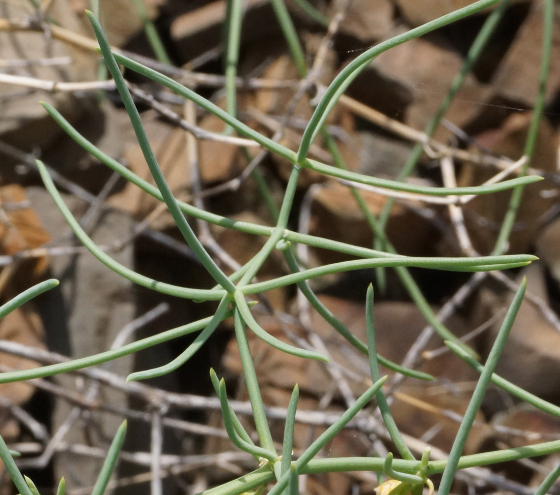 Image of Asparagus breslerianus specimen.