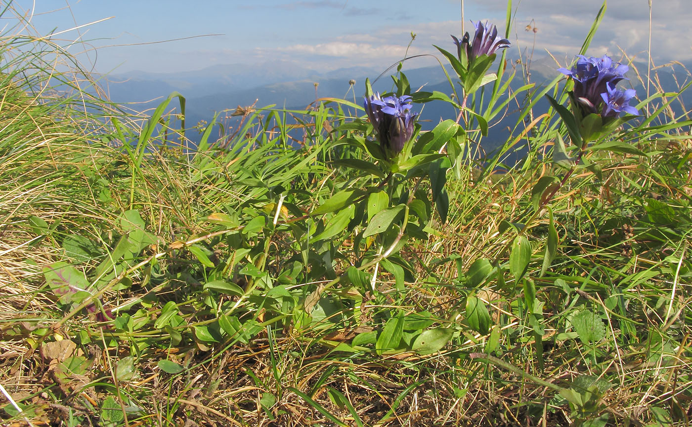 Image of Gentiana septemfida specimen.