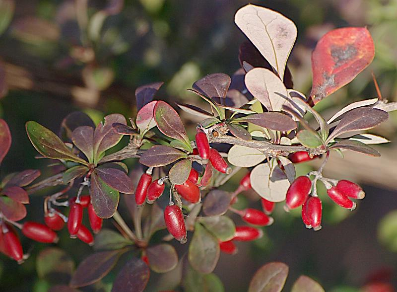 Изображение особи Berberis thunbergii.