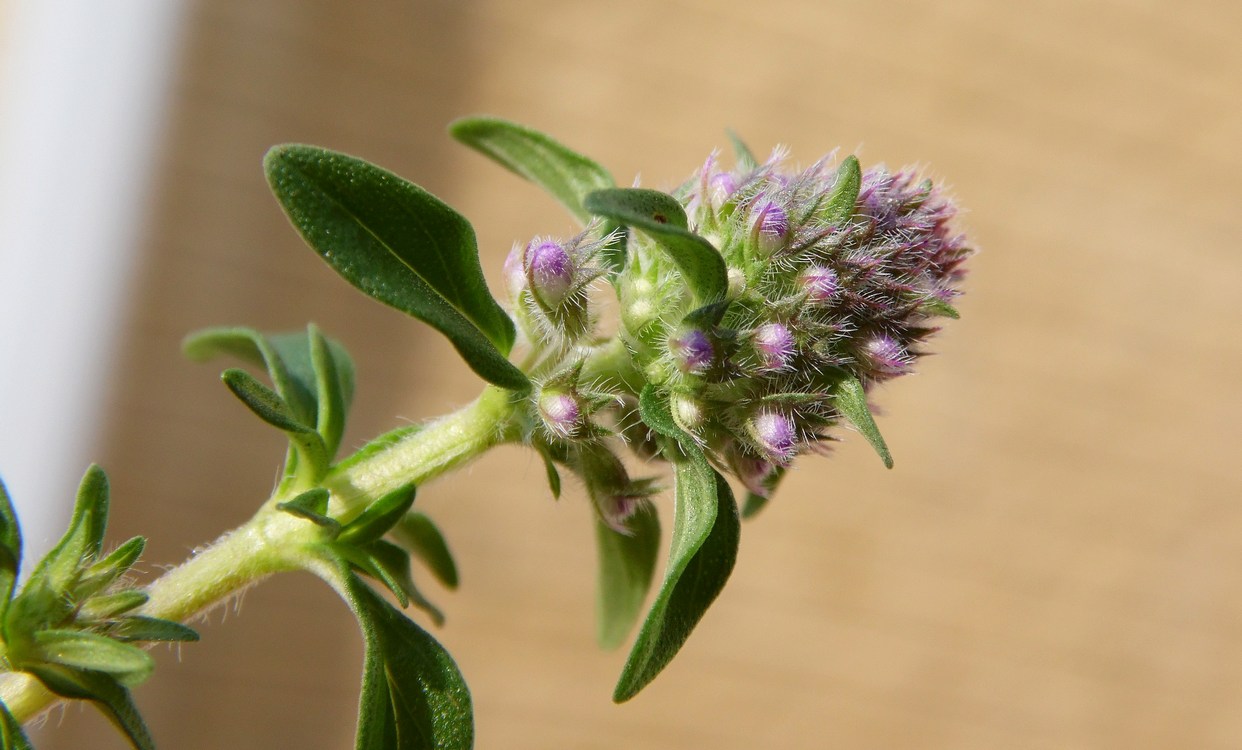 Image of Thymus marschallianus specimen.