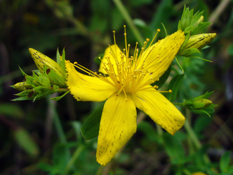 Image of Hypericum perforatum specimen.