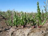 Salicornia perennans