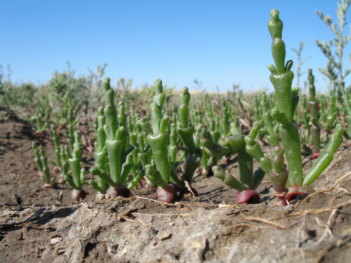 Image of Salicornia perennans specimen.