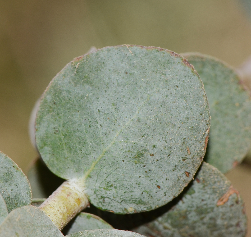 Image of Eucalyptus kruseana specimen.