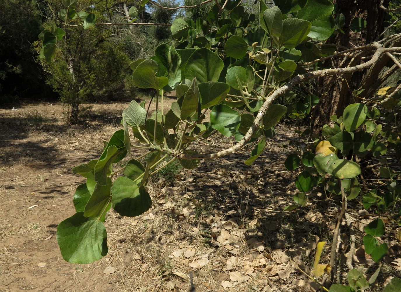 Image of Erythrina abyssinica specimen.