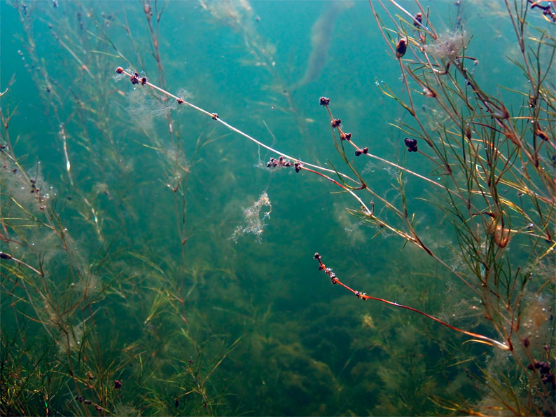 Image of Potamogeton pectinatus specimen.