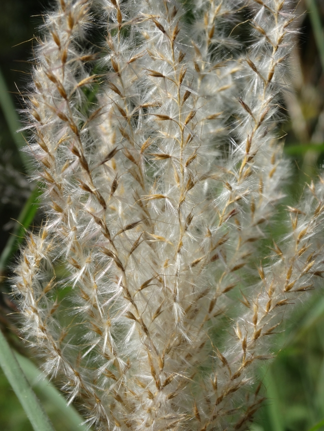 Image of Miscanthus purpurascens specimen.