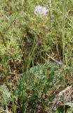 Astragalus austrosibiricus. Цветущее растение. Хакасия, окр. с. Аршаново, полынный солончак. 26.07.2016.