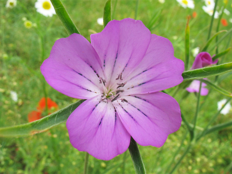 Image of Agrostemma githago specimen.