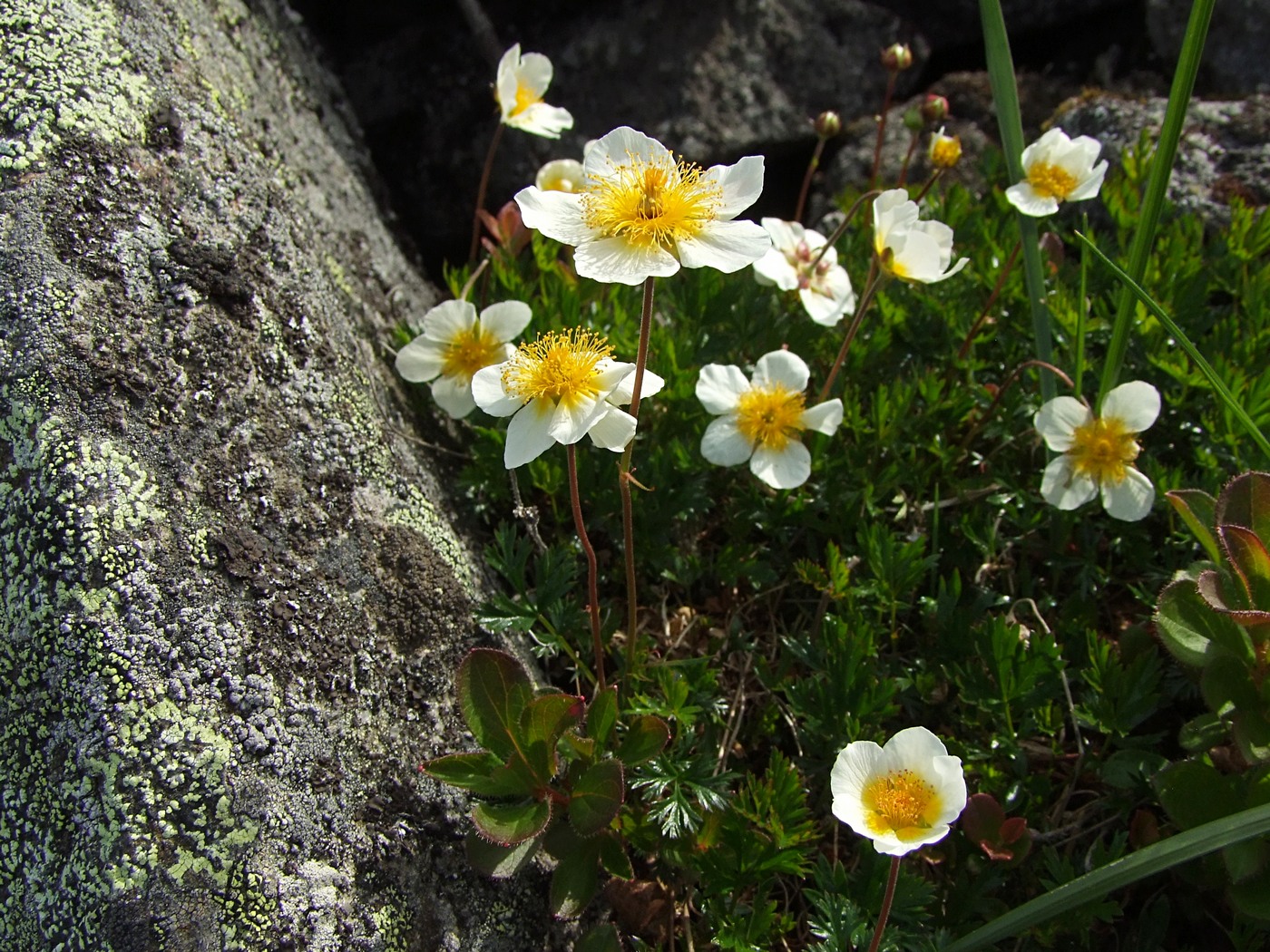 Image of Sieversia pusilla specimen.