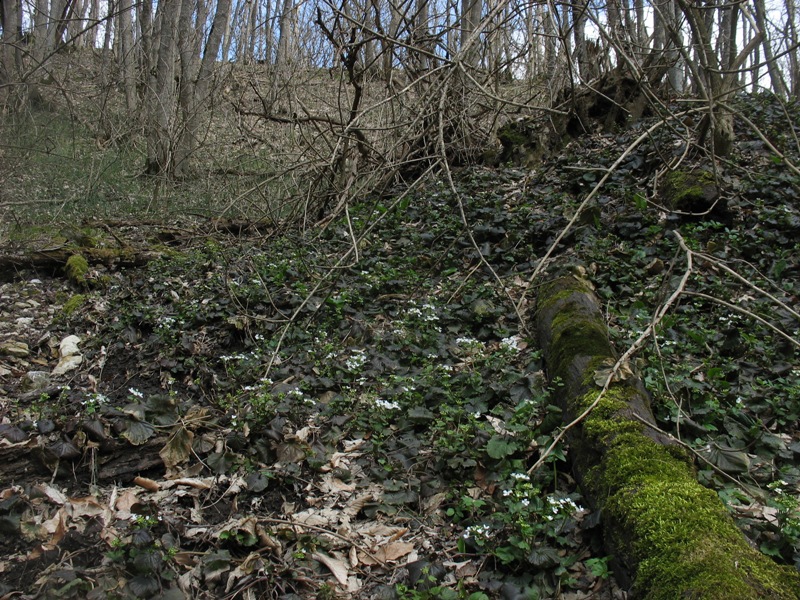 Image of Pachyphragma macrophyllum specimen.