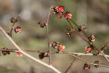 Parrotia persica