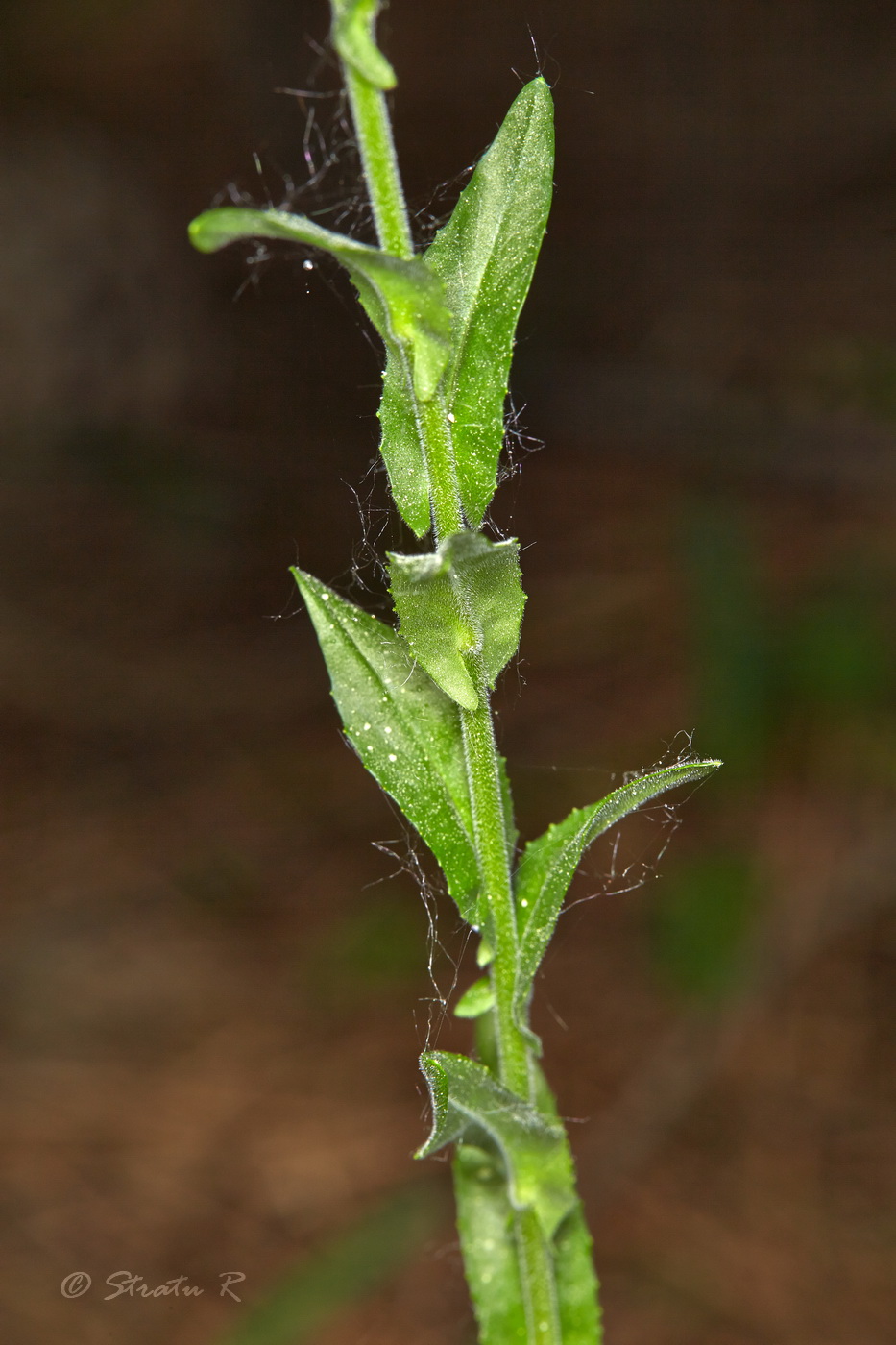 Image of Lepidium campestre specimen.