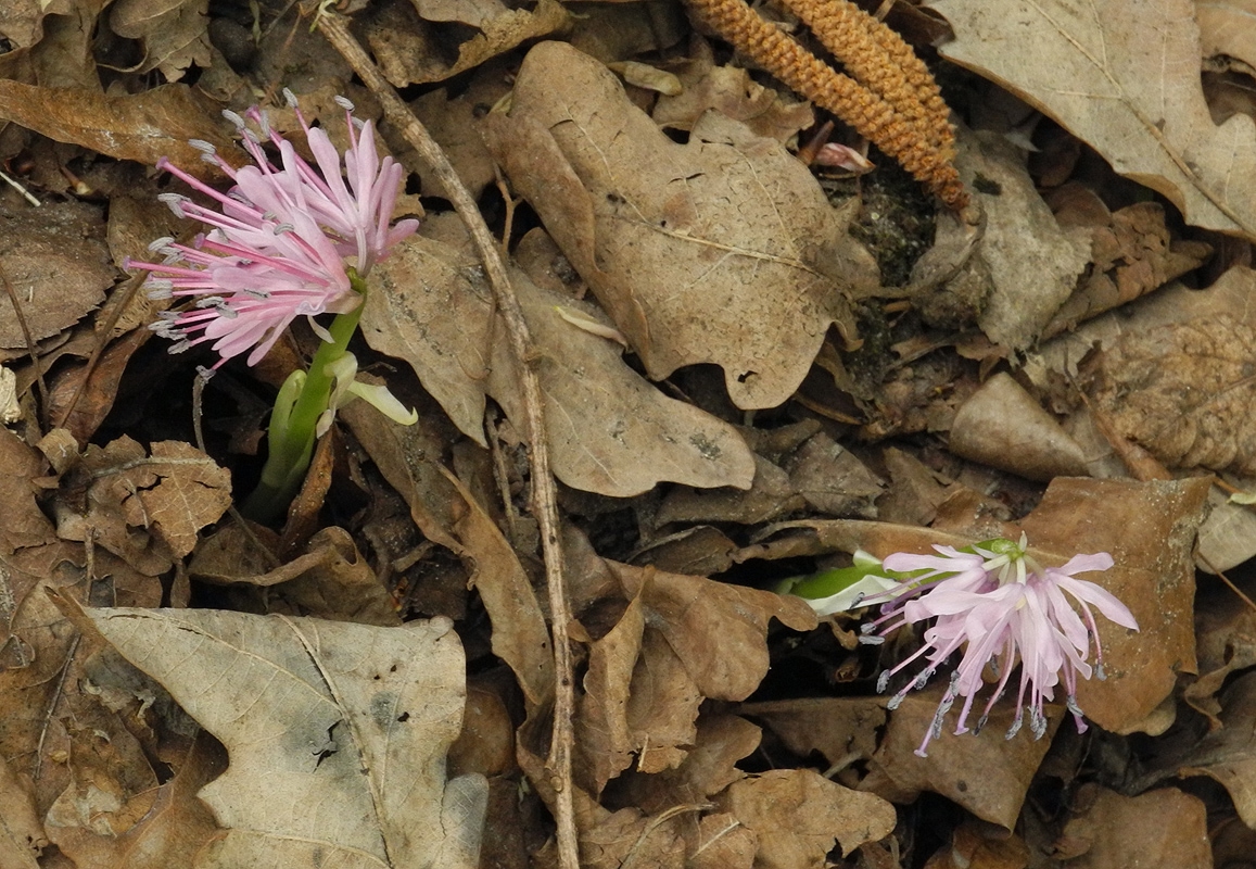 Image of Heloniopsis orientalis specimen.