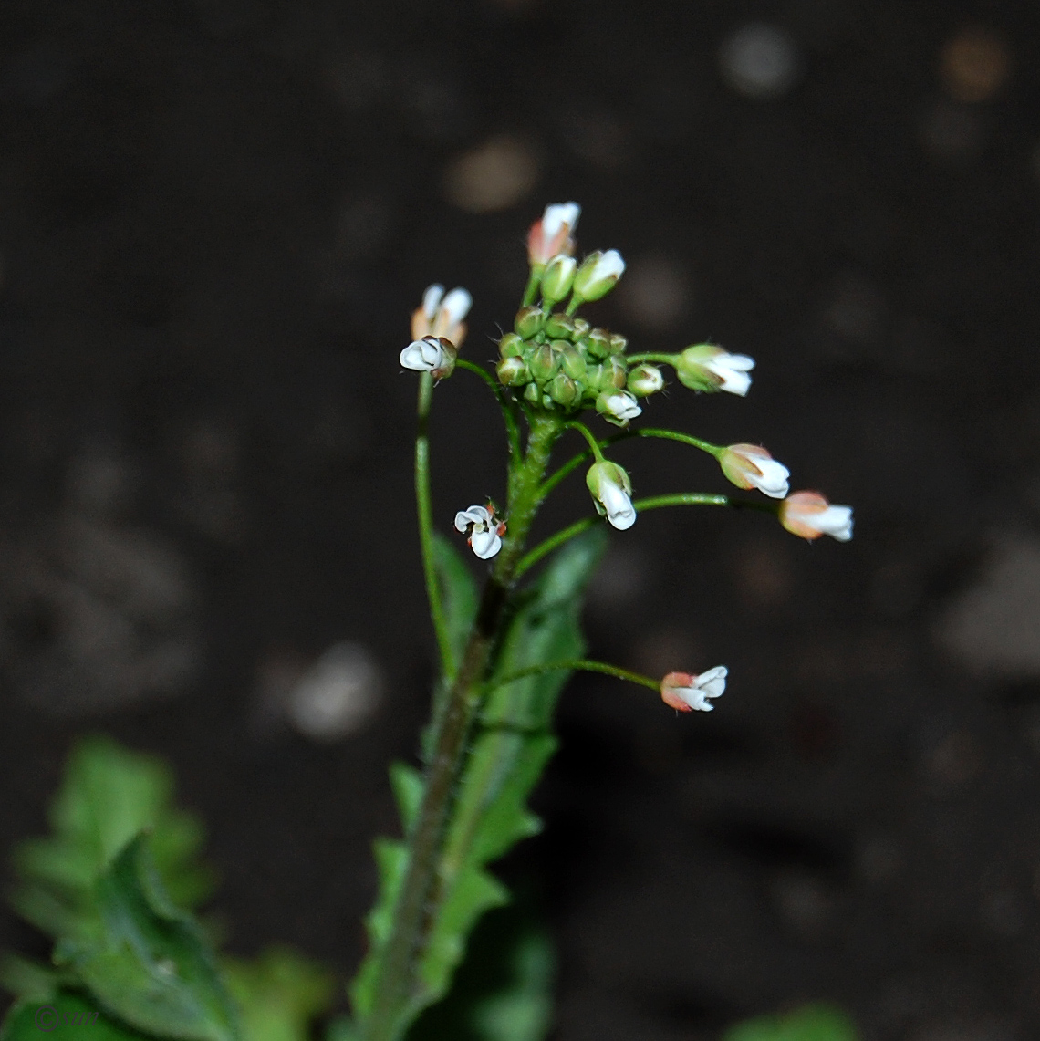 Image of Capsella bursa-pastoris specimen.